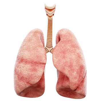 Grafische Darstellung der menschlichen Lunge mit beiden Lungenflügeln und der Luftröhre