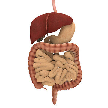 Grafische Darstellung des menschlichen Magen- Darmtraktes mit inneren Organen, wie Dünndarm, Dickdarm, dem Magen und der Leber