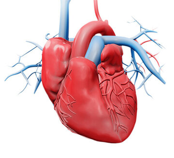 Grafische Darstellung eines menschlichen Herzens und der Herzkranzgefäße